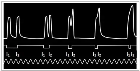 Rôle du muscle squelettique strié dans la conversion de l’énergie